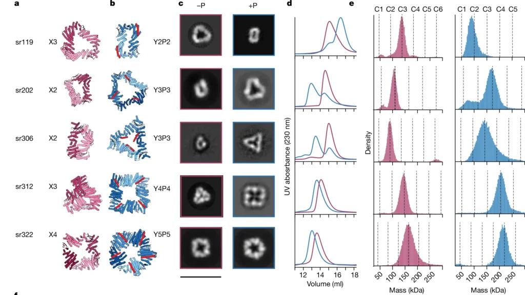 AI-for-healthcare-Design-of-allosterically-controlled-cyclic-assemblies